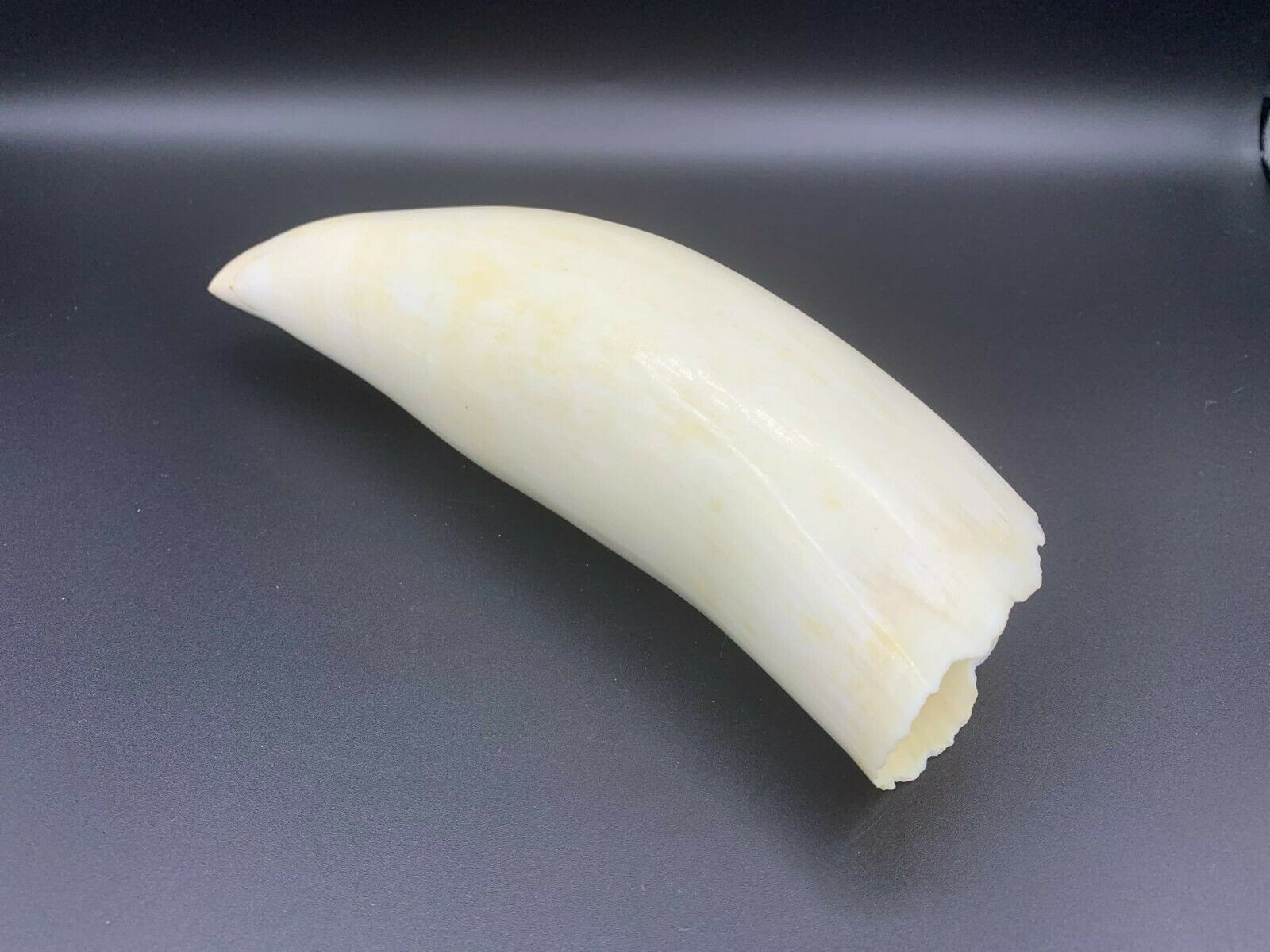 Whale Tooth,made Plastic, Copy 17 Cm