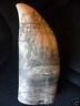"charles W. Morgan"  Historic Sperm Whale Tooth Scrimshaw Reproduction