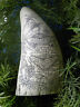 Scrimshaw Sperm Whale Tooth Resin Reproduction " Pirate Treasure Map" 6" Long